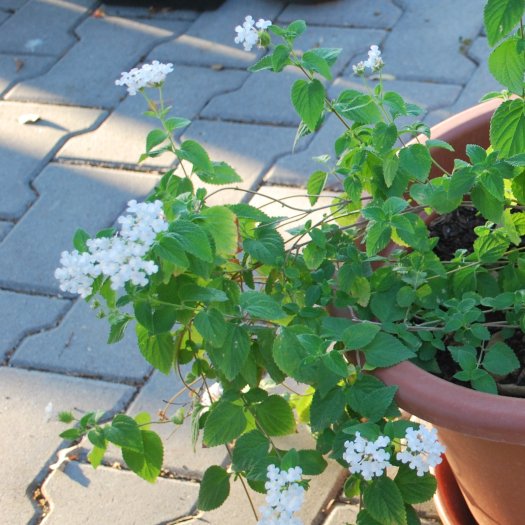 Lantana montevidensis_alba